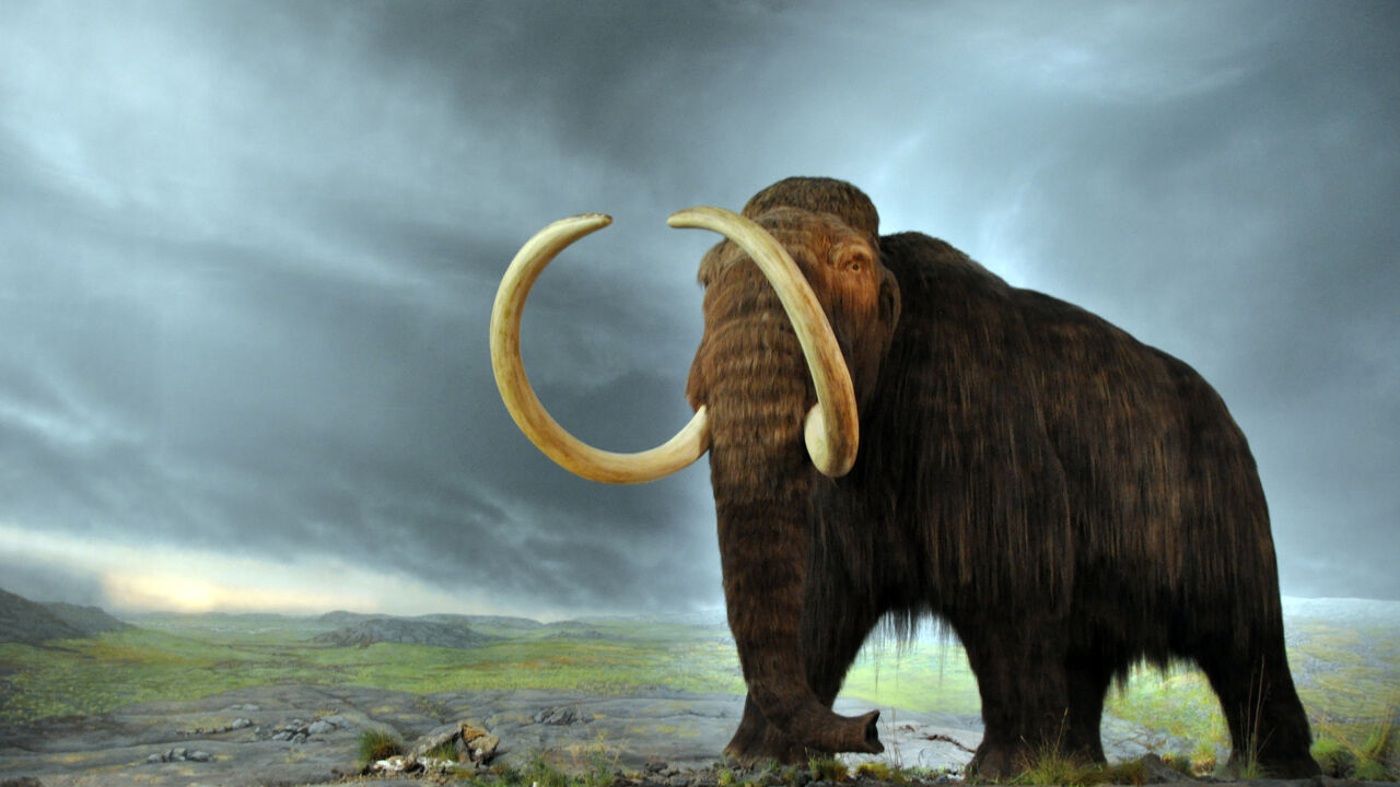Een reconstructie van een wolharige mammoet op de toendra in het  Royal British Colombia Museum (Foto: Flying puffin/Wikimedia Commons).