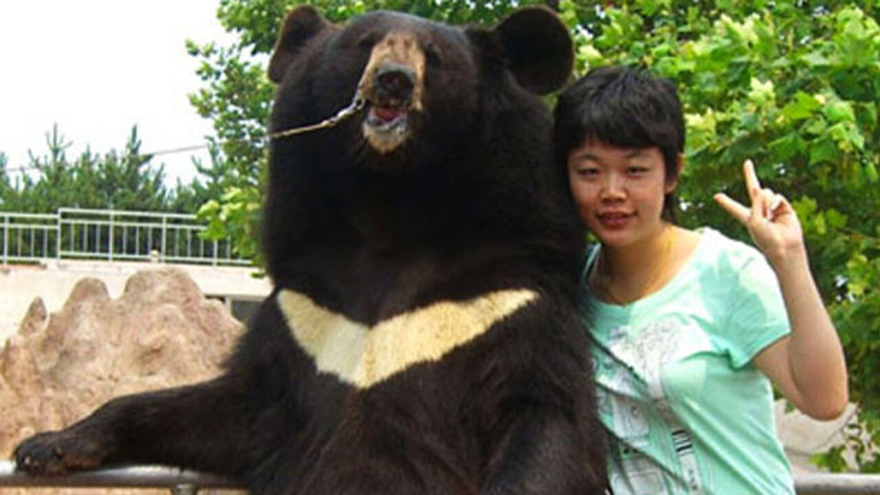 China Bear.