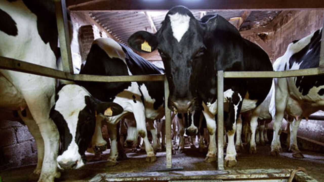 Bovine tuberculosis at Limburg farm | VRT NWS: news