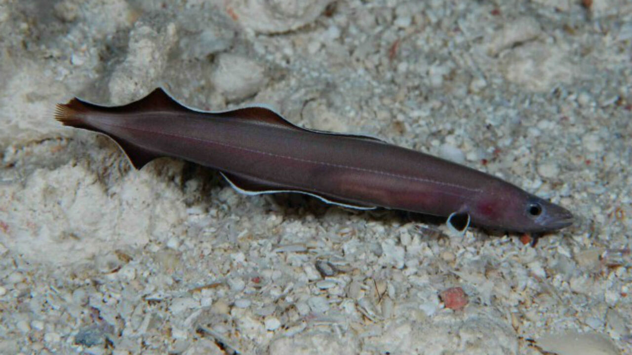 Длинная рыба. Protanguilla Palau. Австралийский угорь. Угорь Палау. Семейство Protanguillidae.