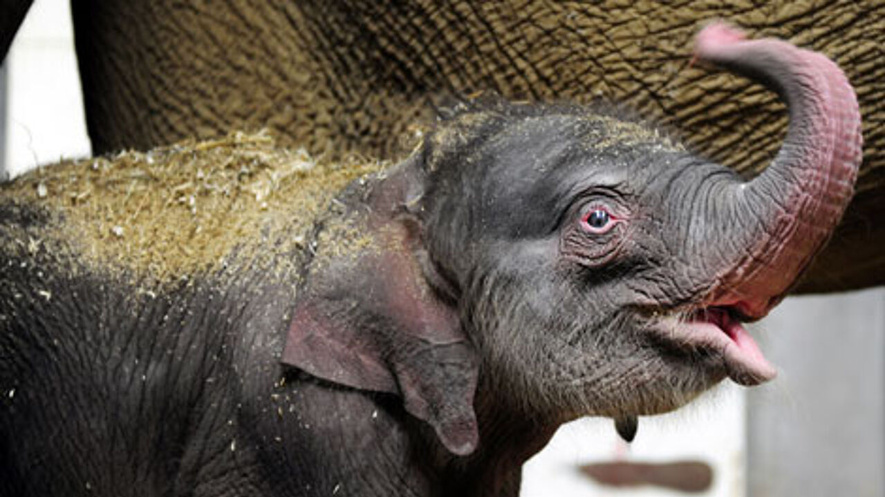 Рождение слоника. Слоненок фото.
