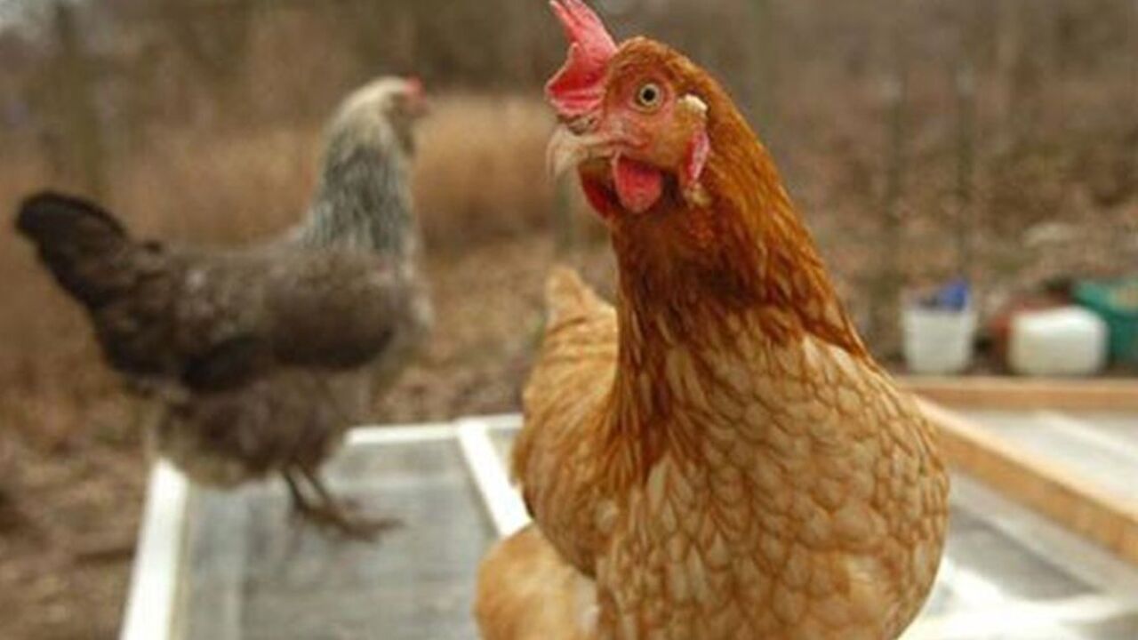 Курица лаванги. Курица гигу. Самая богатая курица в мире фото. Фото богатая курица. Buffalo carne.