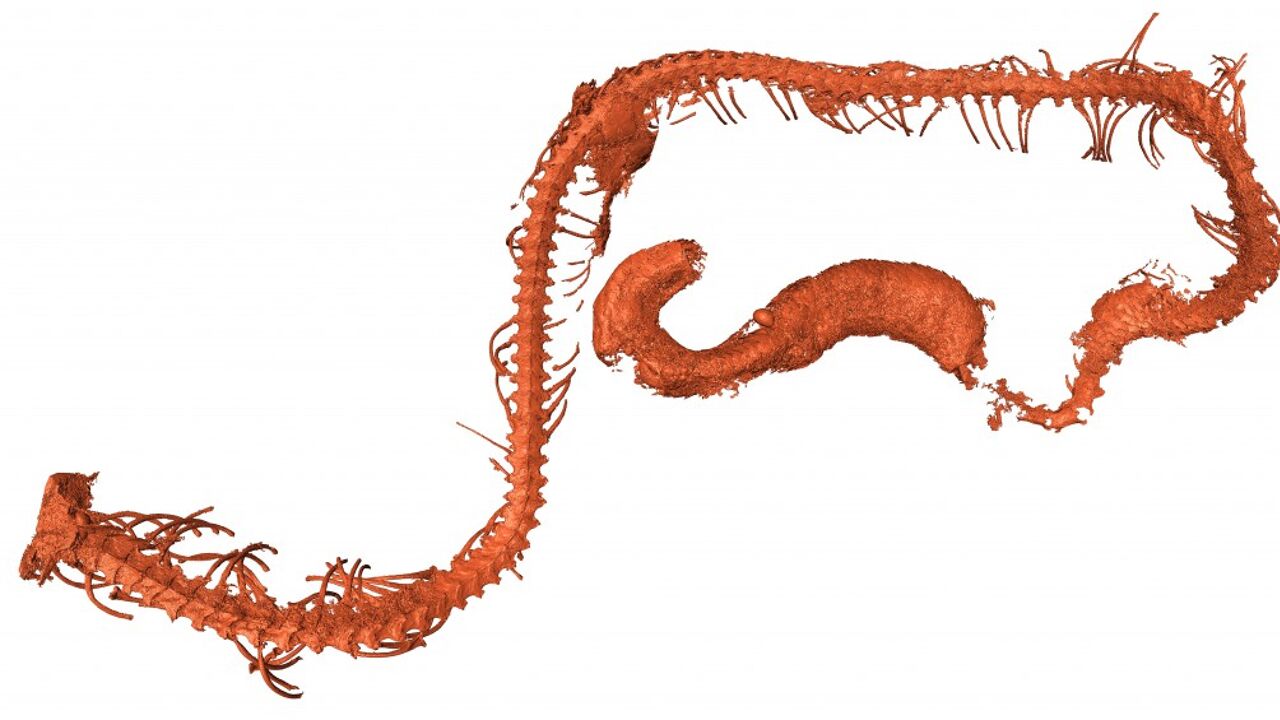De onderzoekers gebruikten röntgen-micro-CT-beeldvorming om een gedetailleerd beeld te vormen van het bewaard gebleven skelet en de zachte weefsels van het babyslangetje. (Illustratie:Ming Bai, Chinese Academy of Sciences)