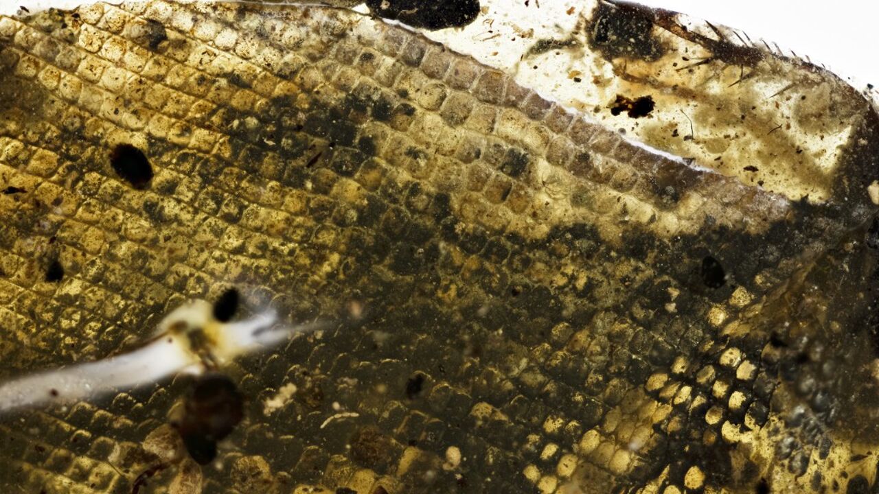 Een detailopname van de slangenhuid die bewaard is gebleven in 99 miljoen jaar oud amber. (Foto: Ryan McKellar, Royal Saskatchewan Museum)