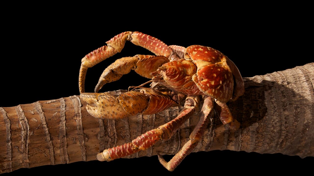 Krabben, hier een kokoskrab, en bomen vormen de grondstof voor de nieuwe flexibele folie. Krabben, hier een kokoskrab, en bomen vormen de grondstof voor de nieuwe flexibele folie.