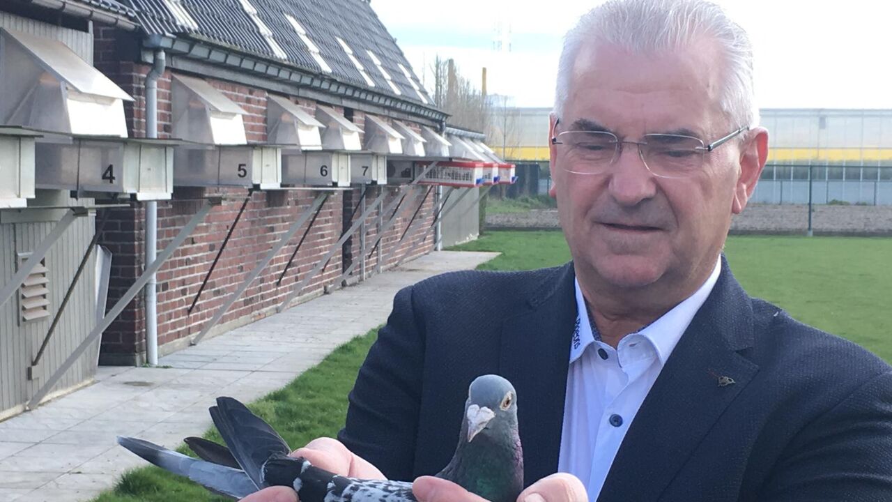Le pigeon le plus cher au monde vient de Flandre occidentale VRT NWS le site d