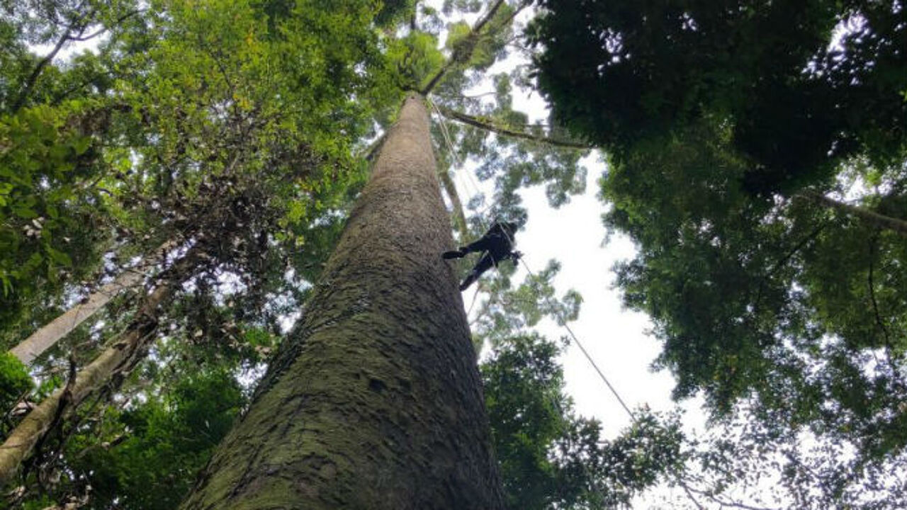 Дерево малайзия. Самое высокое дерево Борнео. Yellow Meranti дерево. Калимантан деревья. Остров Борнео деревья.