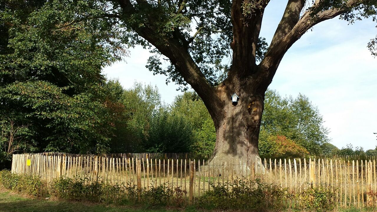 Duizendjarige eik in Lummen is voortaan een Duizendjarige eik in Lummen is voortaan een