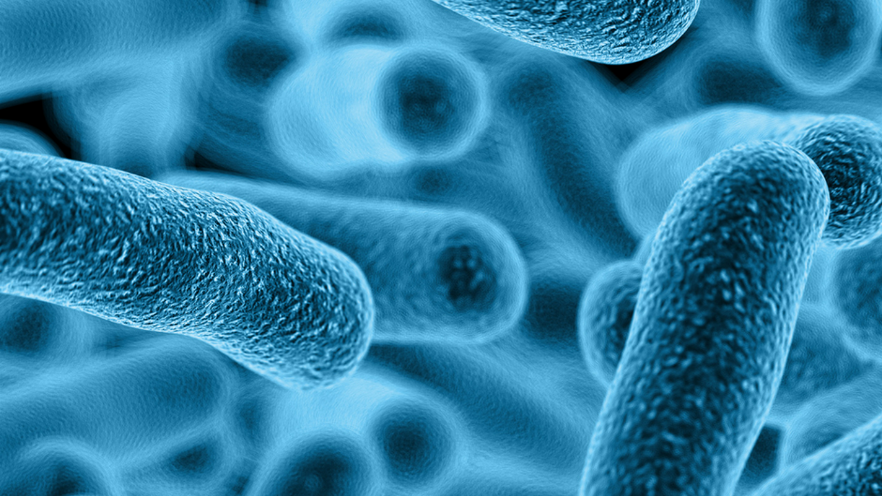 Бактерии кулинары. Бактерии фармацевты. Первые бактерии. Бактерии картинки.