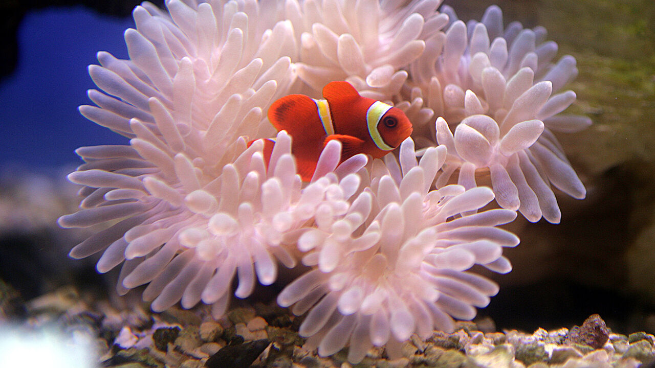 Отношения рыбы клоуна и актинии. Рыба клоун и актиния симбиоз. Рыбка клоун в актинии. Немо в актинии. Актиния краснотелая.