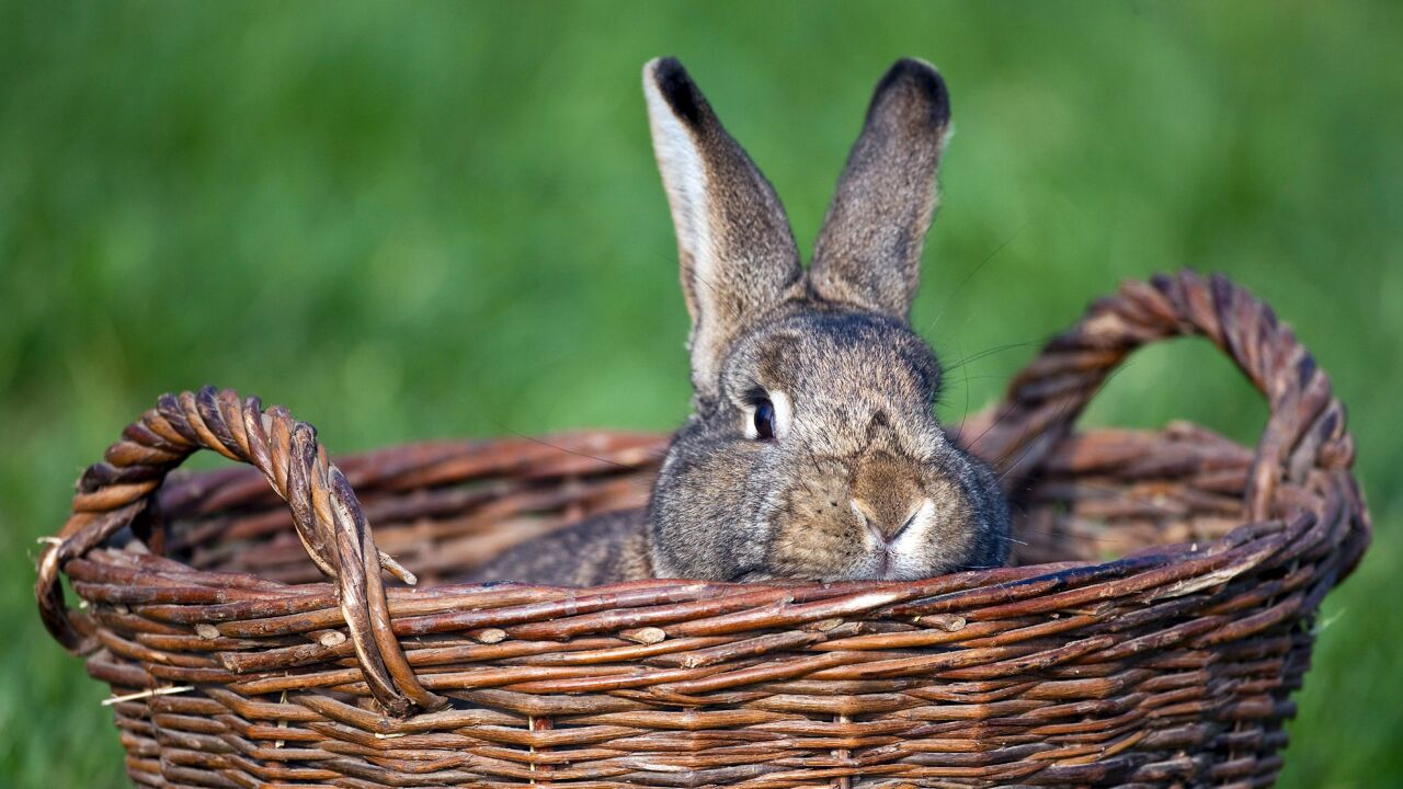 Witte rook uit Rome, de paasklokken mogen komen! Marc Van Ranst: "De