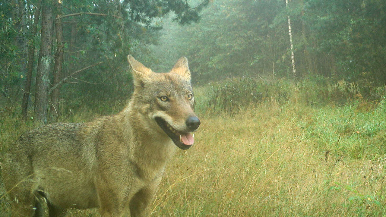 Aangereden wolf uit Oudsbergen leeft nog en is een welp van August en