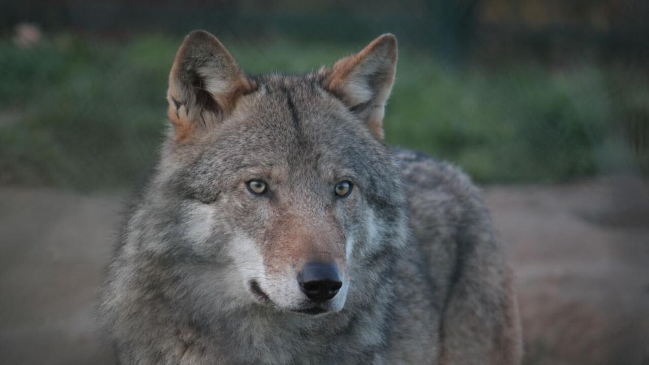 Wolven doden tiental dieren in Oudsbergen "Surplus killing om voorraad