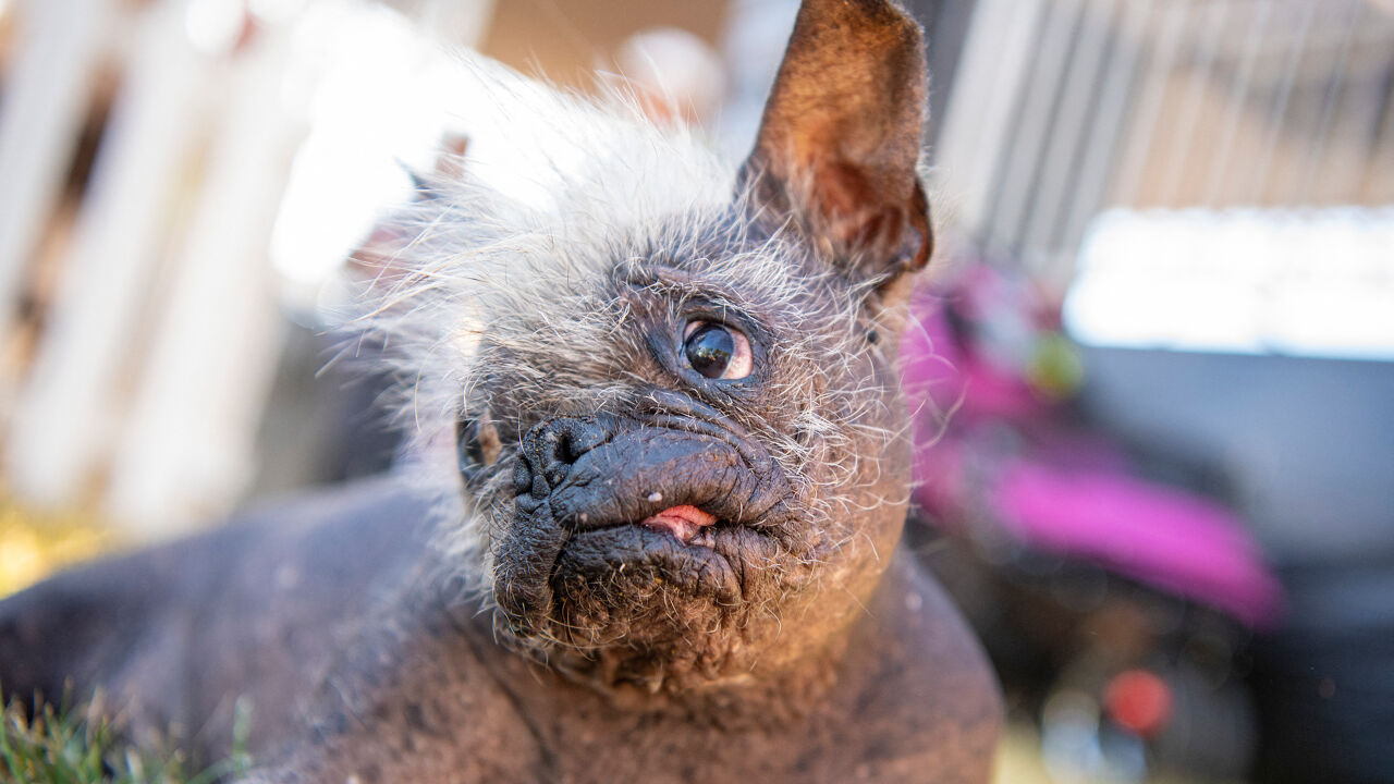 Chinese Naakthond Mr. Happy Face Is De Lelijkste Hond Ter Wereld: "Hij ...