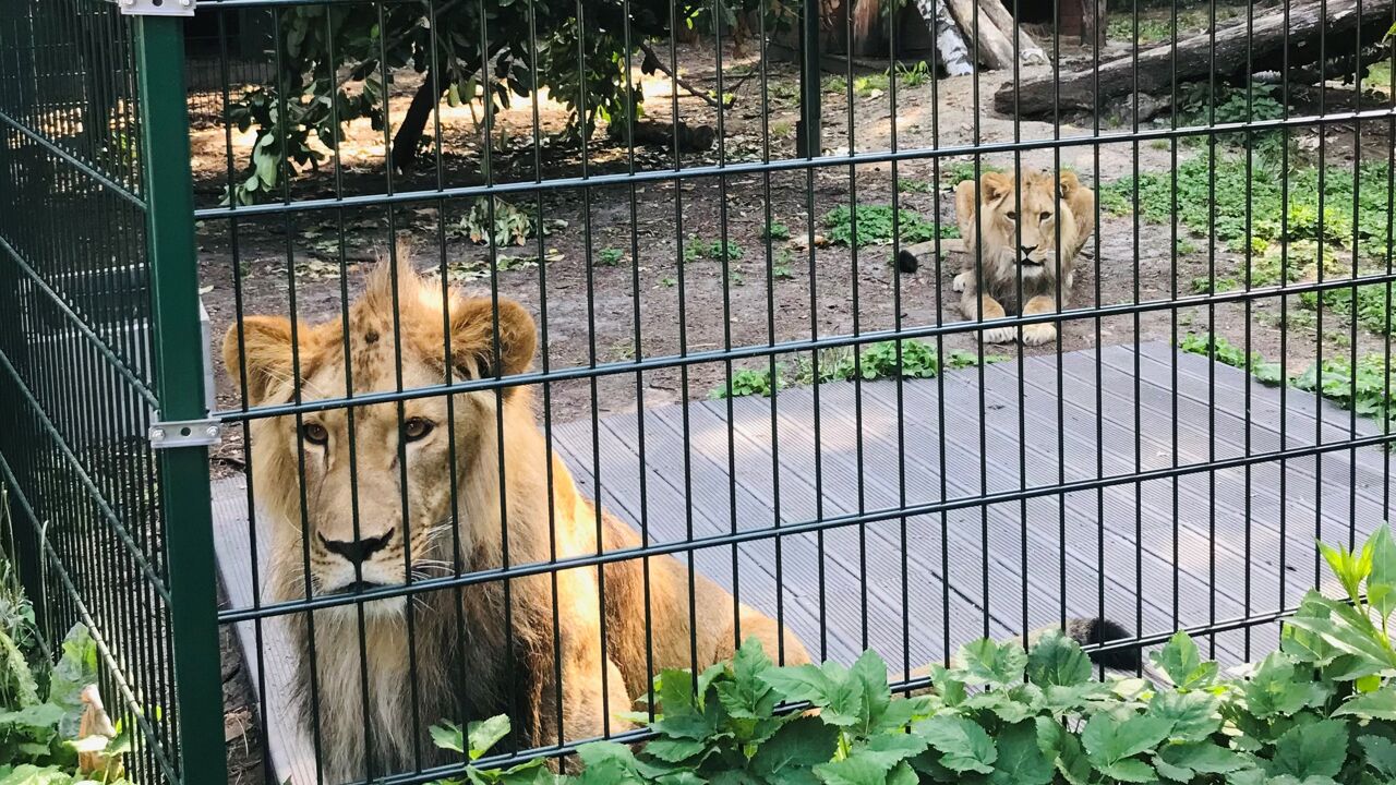 Oekraïense leeuwen en beren in Natuurhulpcentrum in Oudsbergen verhuizen naar parken in Zuid