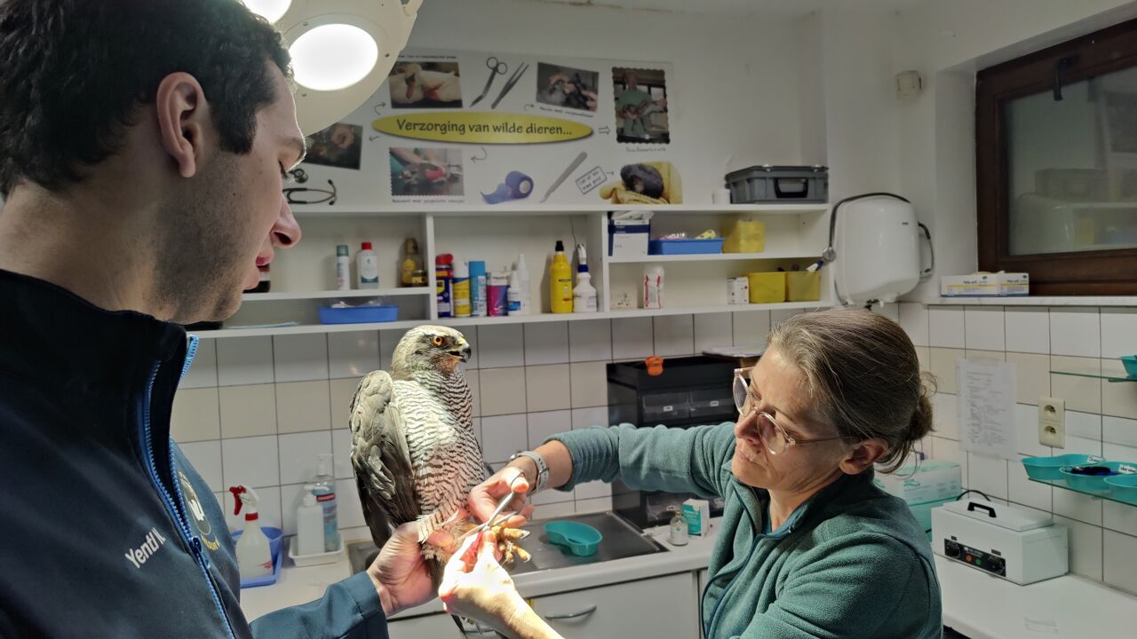 Natuurhulpcentrum in Oudsbergen vangt havik op die gewond raakte door verboden klem VRT NWS