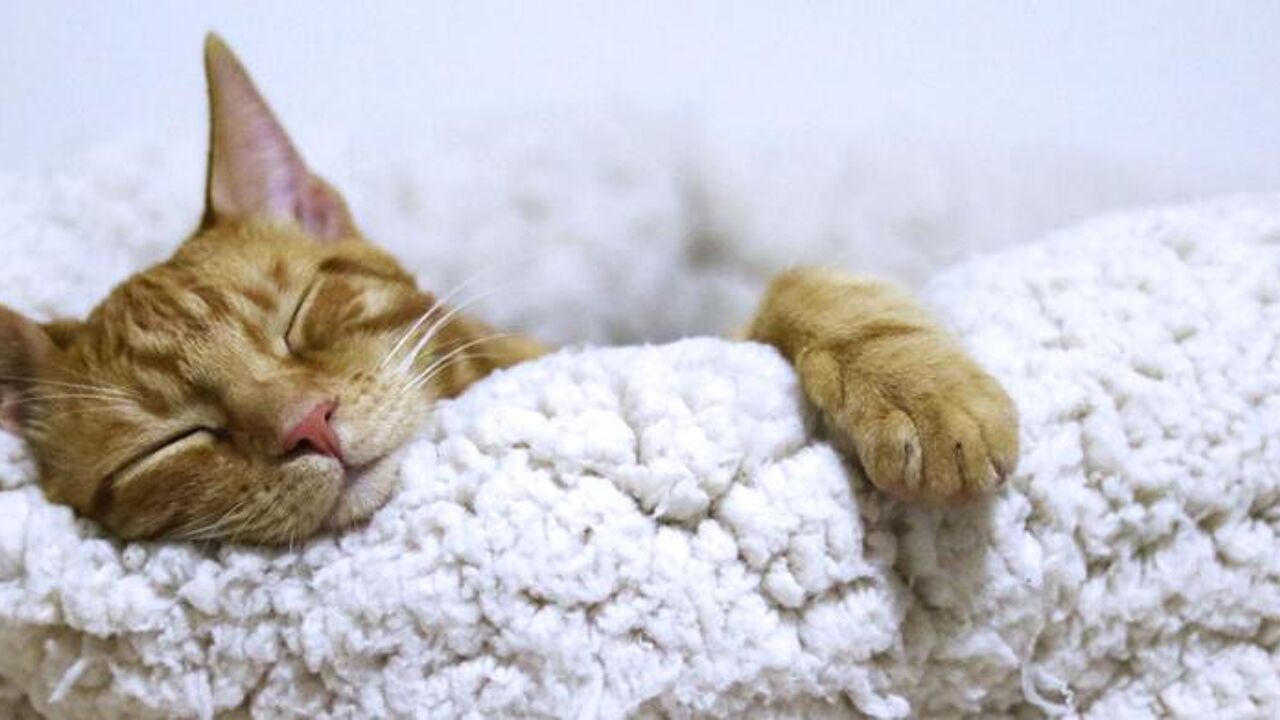 Het spreekwoord klopt je maakt slapende honden (en katten) best niet wakker. Dit is waarom Het spreekwoord klopt je maakt slapende honden (en katten) best niet wakker. Dit is waarom