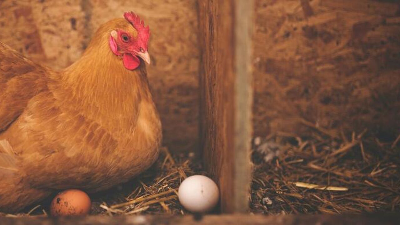 Na waarschuwing Voedingscentrum in Nederland: zit ook in onze eieren te