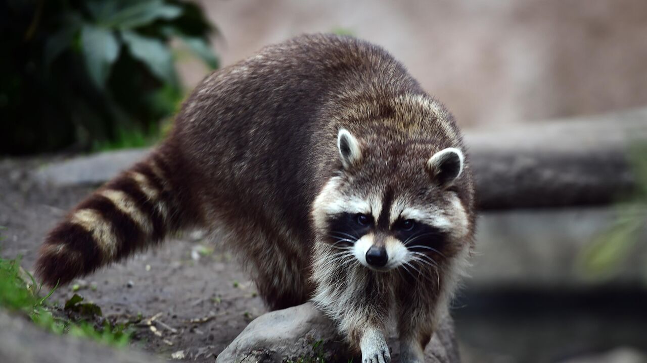 More reports of racoons in Flanders 
