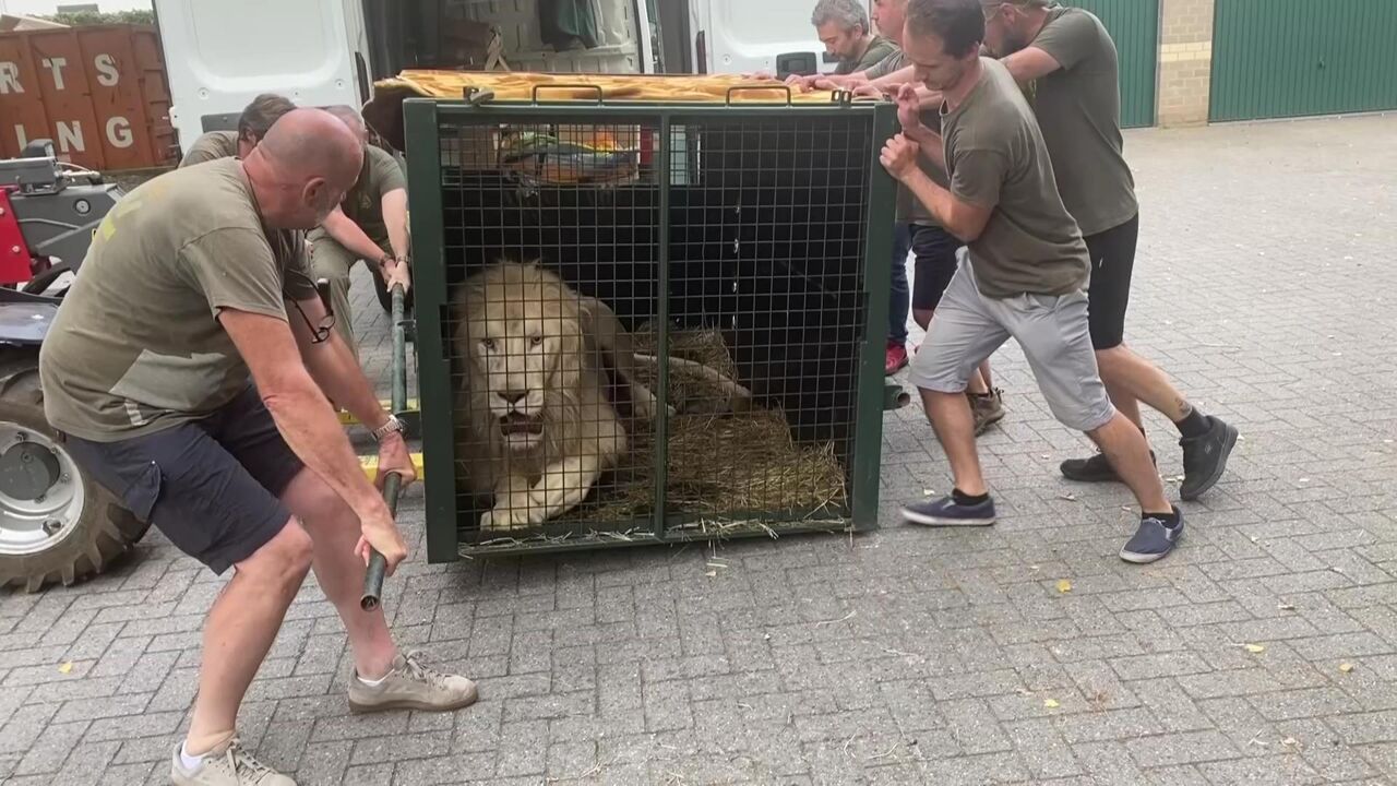 Natuurhulpcentrum Oudsbergen moest dit jaar 660 inbeslaggenomen dieren opvangen "200 meer dan