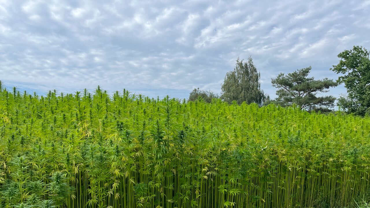 Tientallen hectares hennep voor het eerst geoogst in de Kempen: "Goed