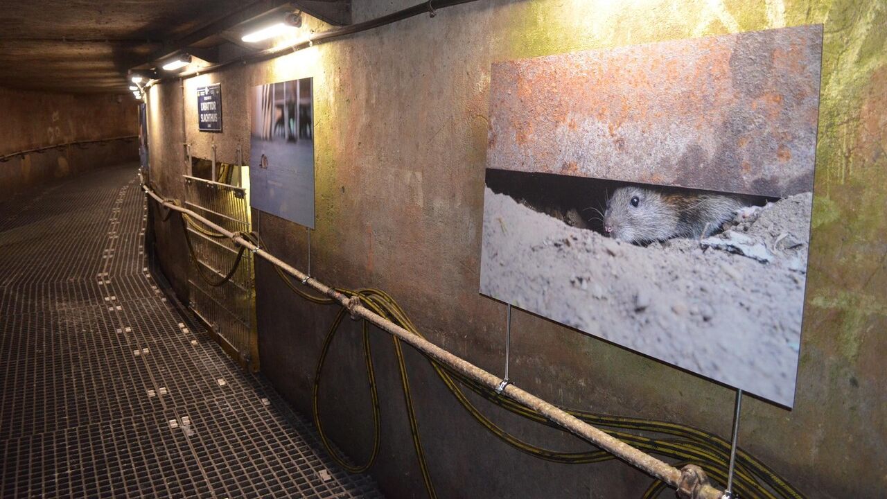 Ratten In Riool Ratten nemen het Riolenmuseum over in Brussel: