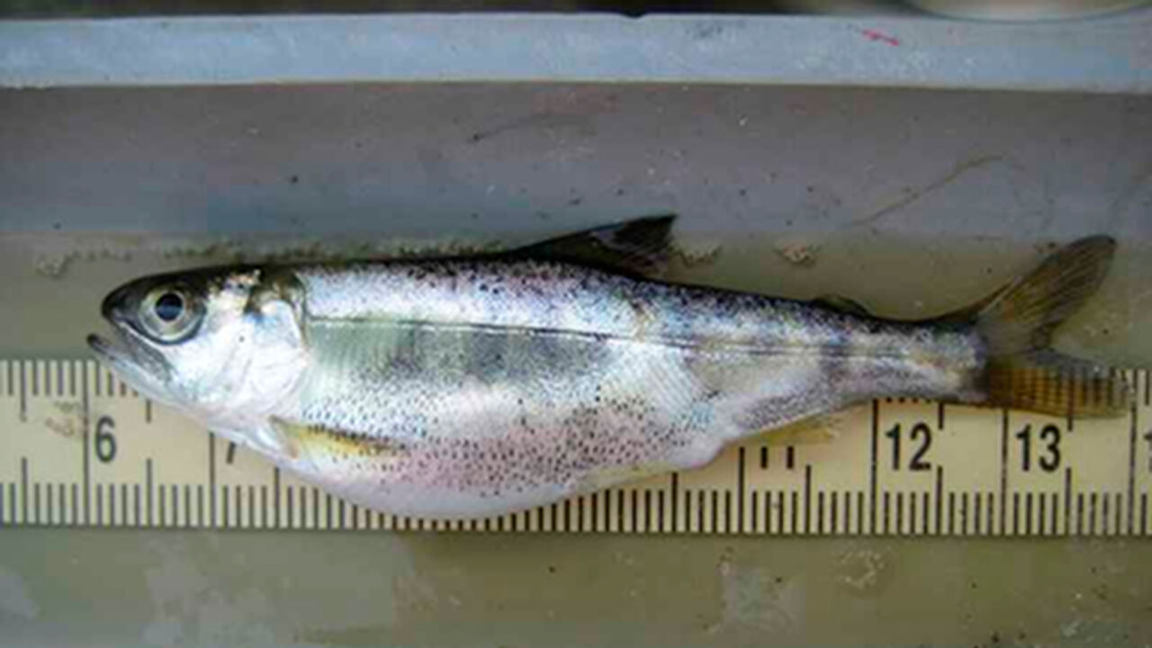Archive photo of an injured Chinook salmon, seen through the fish's swollen belly. Source: Associated Press