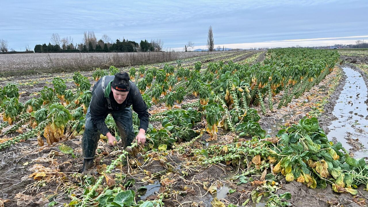 Rampjaar Dreigt Voor Spruitentelers Door Natte Weer Verliezen We Tot