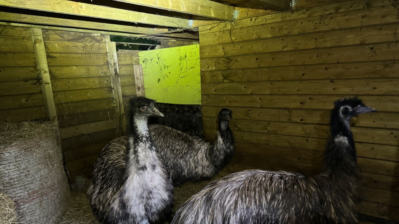 Emoes en leeuwen op stal in het Natuurhulpcentrum in Oudsbergen om ze