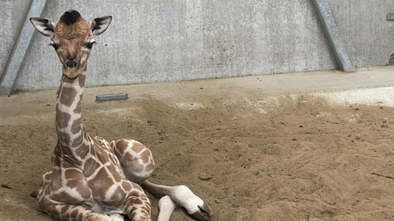 Babygiraf uit Bellewaerde Park in Ieper krijgt Afrikaanse naam 'Mosi ...