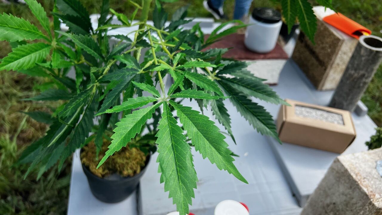 Brandweerkazerne in Lillo eerste in Vlaanderen waar hennep wordt