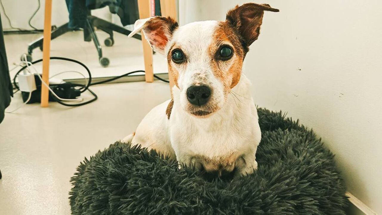 “Grumpy grandpa” Jack Russel to spend the rest of his days at Ghent ...