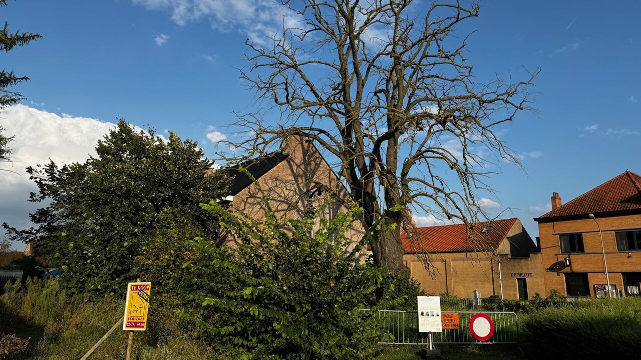300 jaar oude zilverlinde in Melsbroek wordt gekapt, maar gemeente wil nakomelingen van dode boom