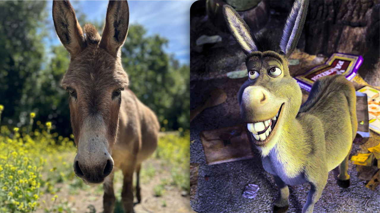 Perry (30) is overleden, de ezel die de inspiratie was voor Donkey uit ...