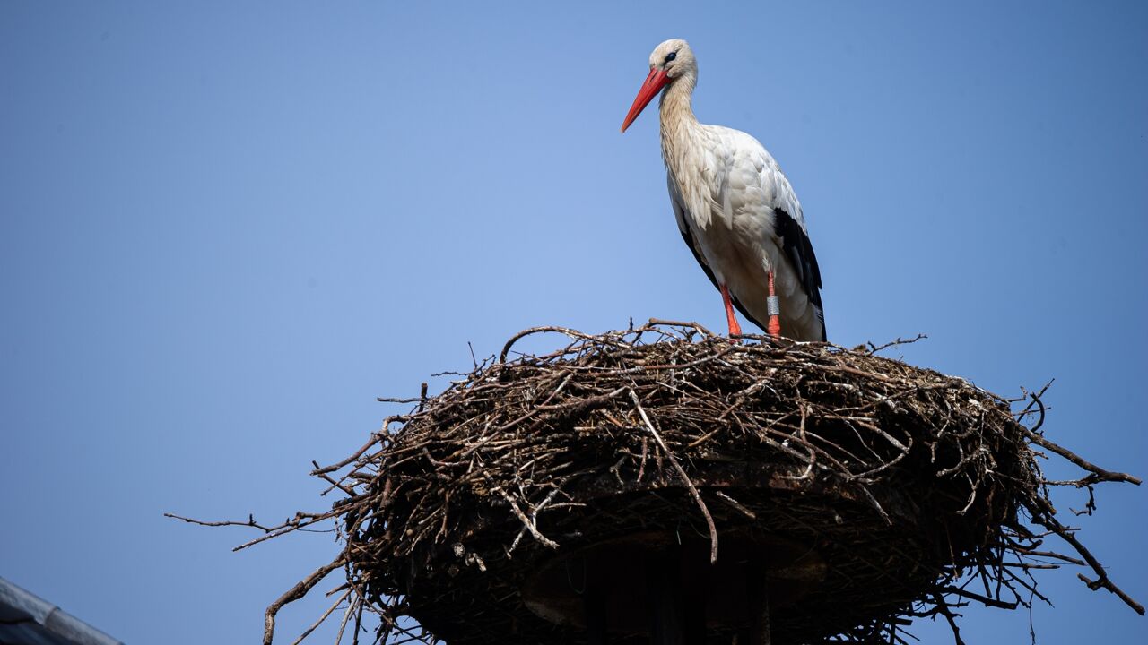Eerste ooievaars zijn terug in Planckendael na overwintering in het