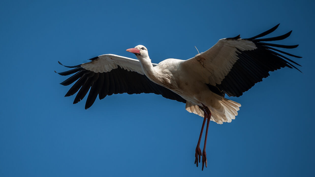 Wanneer Vertrekken Ooievaars Naar Het Zuiden