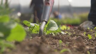 Onkruidverdelger Roundup Ligt Ondanks Verbod Nog Steeds In De Rekken