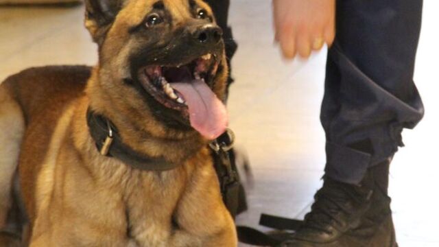 Politiezone Arro Ieper Rouwt Om Politiehond Thor | VRT NWS: Nieuws