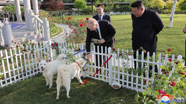 Poetin Krijgt Zeldzame Noord-Koreaanse Honden Cadeau Van Kim: Een ...