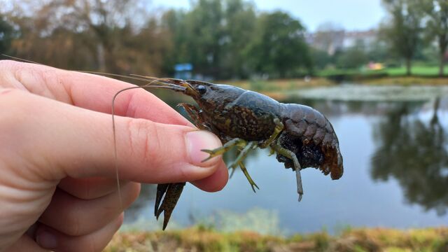 Marble crayfish discovered in Limburg valley - and that's bad news ...