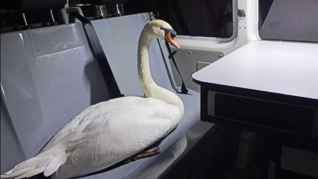 Zwaan met huisarrest verhuist naar andere plek in Brugge, mét omheining