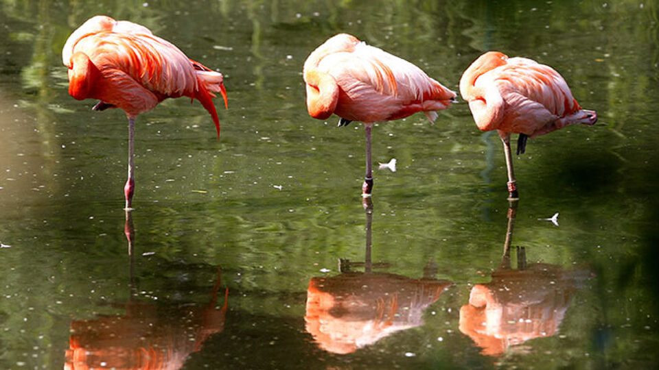 Dode Flamingo s Onthullen Het Geheim Van Het Staan Op Een Poot VRT Dode Flamingo s Onthullen Het Geheim Van Het Staan Op Een Poot VRT