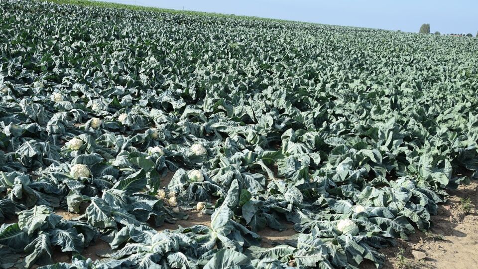Door de aanhoudende droogte komen teelten en gewassen in de problemen, zegt het ABS.