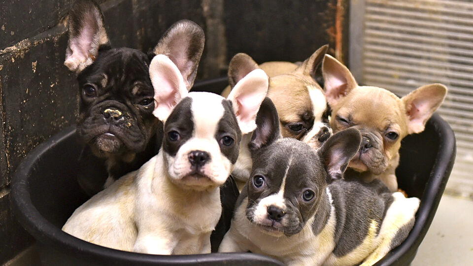 archieffoto ter illustratie