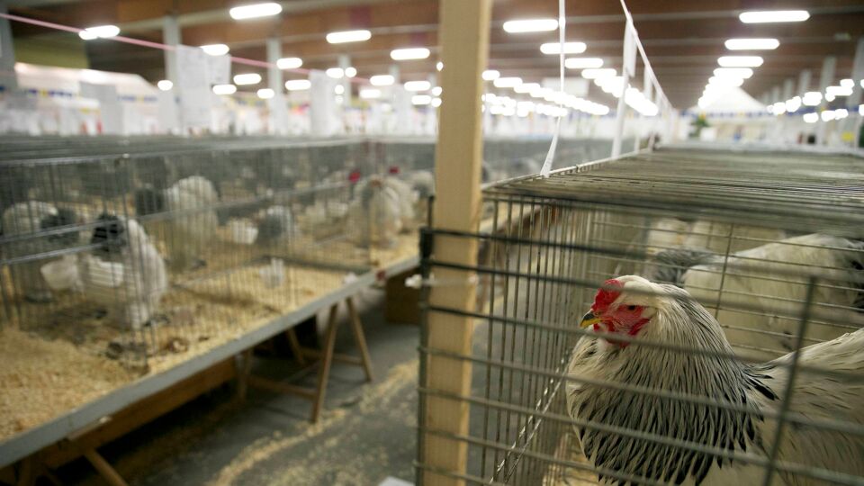 Vogelgriep Bij Pluimveebedrijf In Groningen | VRT NWS: Nieuws