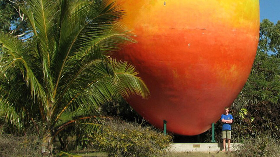 giant mangos on webcam