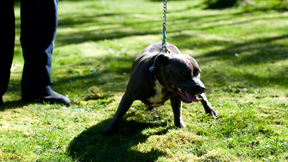 Archiefbeeld ter illustratie van een staffordshire terriër