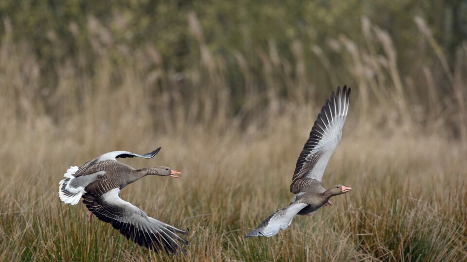 Dit geldt voor gans België.