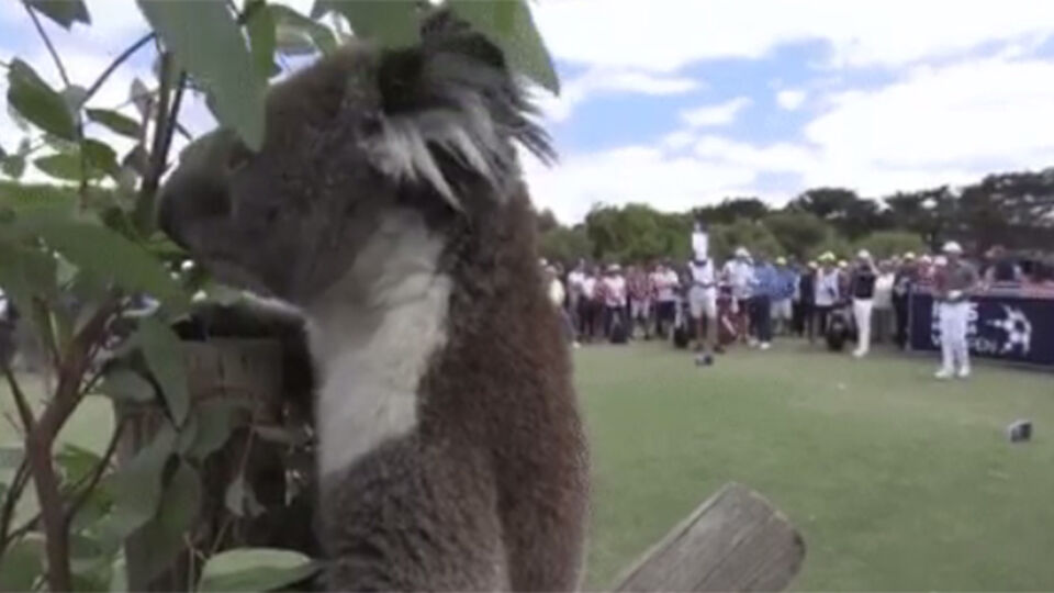 Een koala op de golfbaan in Connewarre.