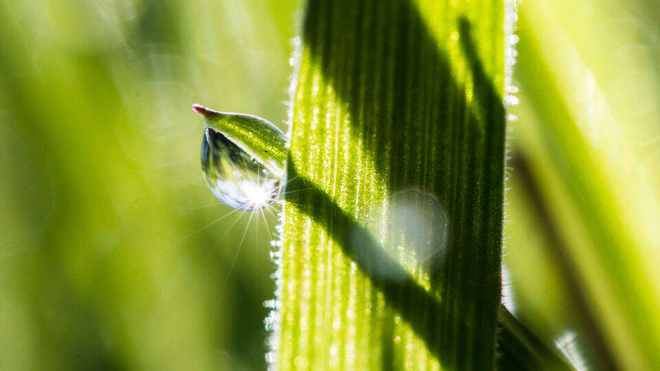 bron: Frank Rumpenhorst